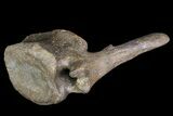 Hadrosaur Caudal Vertebra - Alberta (Disposition #-) #92783-3